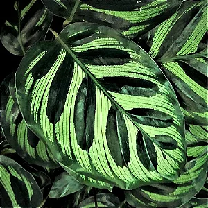 Maranta Pavão - Calathea Makoyana (Planta Grande)