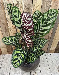 Maranta Pavão - Calathea Makoyana (Planta Grande)