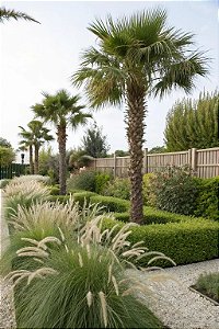 Capim do Texas Verde - Pennisetum setaceum