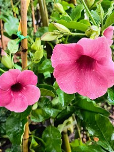 Alamanda Rubra – Allamanda blanchetti