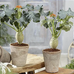 Jatropha Podagrica