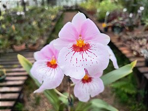 Miltonia Rosa