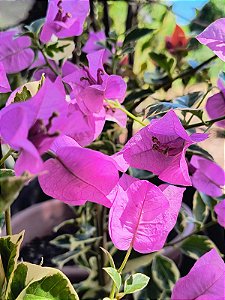 Primavera Variegata Lilás (Muda Maior)