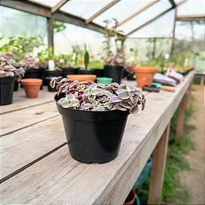 Suculenta Crassula pellucida