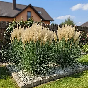 Capim dos Pampas Verde