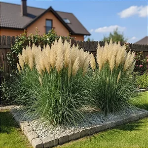 Capim dos Pampas Verde