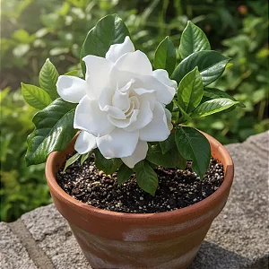 Gardênia Jasminoides