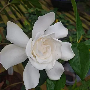 Gardênia Jasminoides - Muda Maior