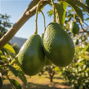 Abacate - Abacateiro
