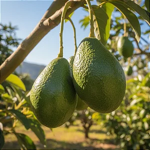 Abacate - Abacateiro