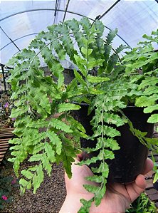 Samambaia de Metro - Polypodium subauriculatum