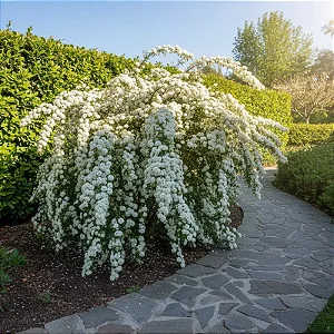 Buquê de Noiva - Spiraea cantoniensis