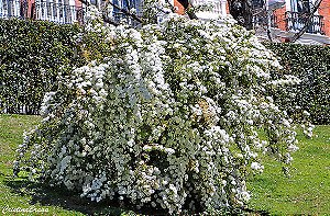 Buquê de Noiva - Spiraea cantoniensis