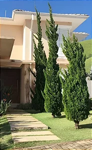 Pinheiro Kaizuka - PROMOÇÃO Junipero chinensis