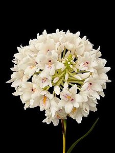 Polystachya neobenthamia gracilis - "Orquídea buquê de noiva"