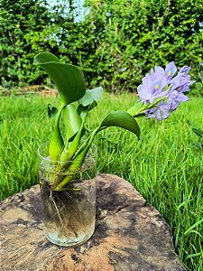 Jacinto de Água - Eichhornia crassipes - KIT COM 3 PLANTAS