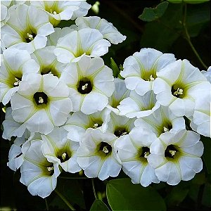 Manto ou Lençol Branco – Turbina Corymbosa