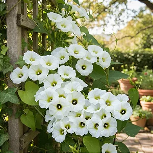 Manto ou Lençol Branco – Turbina Corymbosa