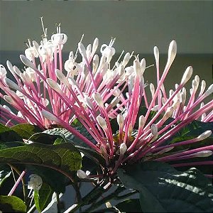 Planta Cotonete - Clerodendrum quadriloculare