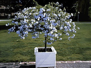 Bella Emília Branca - Plumbago auriculata