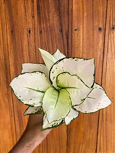 Aglaonema White Joy