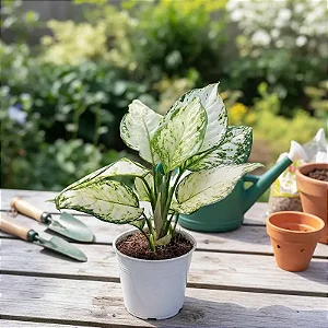 Aglaonema White Joy