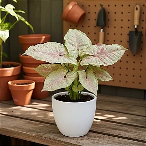 Syngonium 'Milk Confetti' / Singônio
