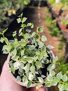 Dischidia Ruscifolia Variegata