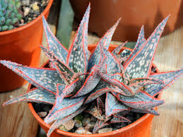 Aloe Donnie