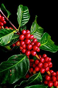 Café Catuaí Vermelho – Coffea sp.