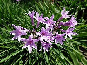 Alho-social - Tulbaghia violacea