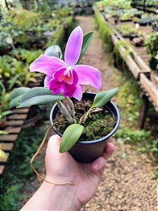 Laelia Pumila