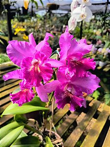 Cattleya Hibrida 30
