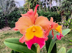BLC Exotic Dream