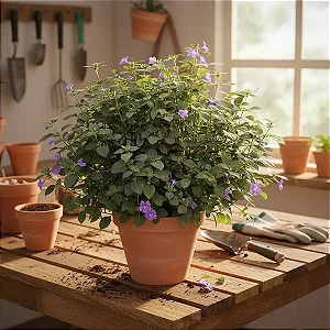 Barleria Cristata - Violeta filipina