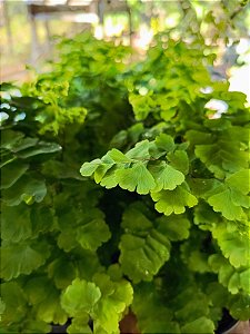 Avenca Alaska - Adiantum raddianum 'Alaska'