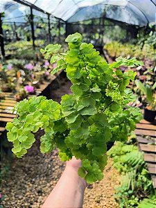 Avenca Alaska - PROMOÇÃO Adiantum raddianum 'Alaska'
