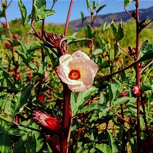 Hibisco 'comestiível' vinagreira - Hibiscus sabdariffa
