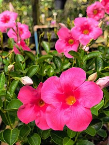 Mandevilla Pink PROMOÇÃO