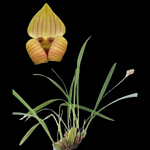 Maxillaria egertoniana