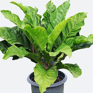 Antúrio Hookeri - Anthunrium Hookeri (PLANTAS MENORES)