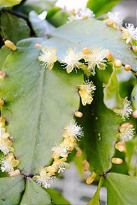 Rhipsalis Elíptica