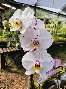 Phalaenopsis Branca com Púrpura