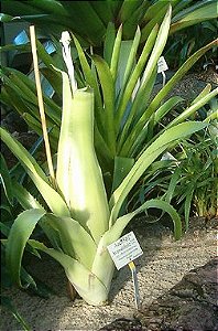 Bromélia Aechmea bromeliifolia (Muda MAIOR)
