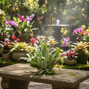 Bromélia Aechmea bromeliifolia (Muda MAIOR)