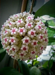 Hoya verticillata