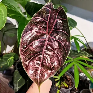 Alocasia azlanii