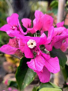 Primavera (Bungavilleae) Pink - Planta Grande