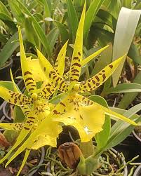 Orquídea Brassia Amarela