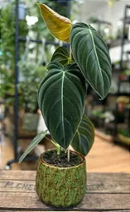 Filodendro Melanochrysum